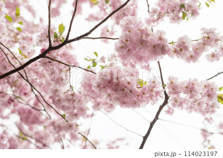 Spring background of blossom cherry flowers closeup 114023197