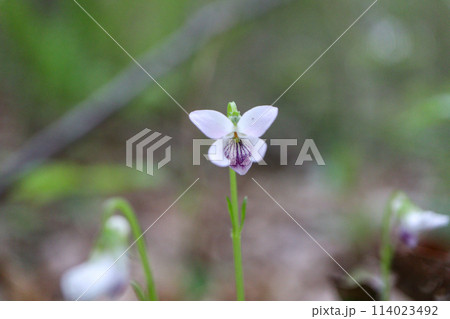 ビオラ・パルストリス ビオラ・パルストリス 114023492