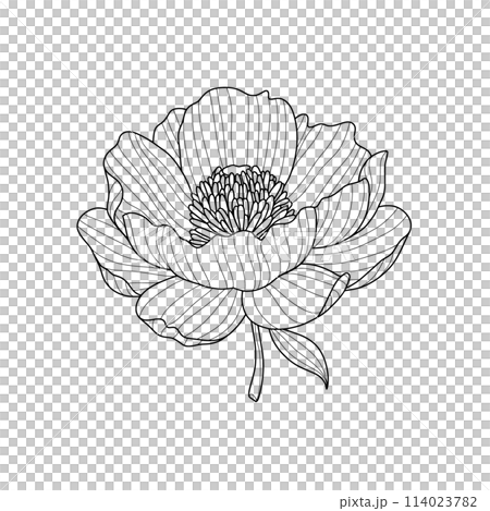 Black line drawing of stylized peony flower on white background. Vector illustration. Element for design in line art style for greeting card, wedding invitation, coloring book. 114023782