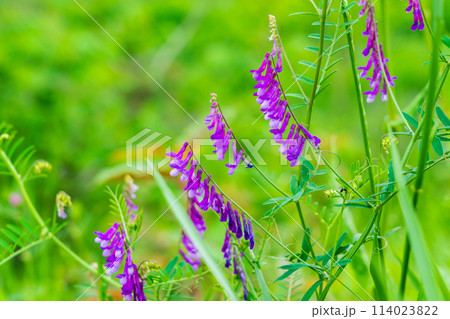 ナヨクサフジの花 114023822