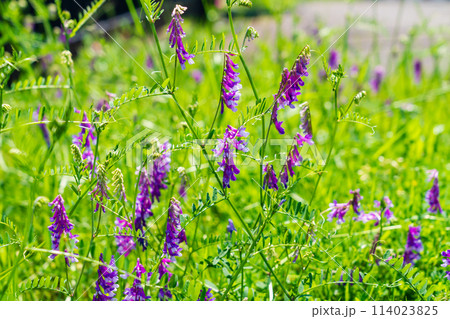 ナヨクサフジの花 ナヨクサフジの花 114023825