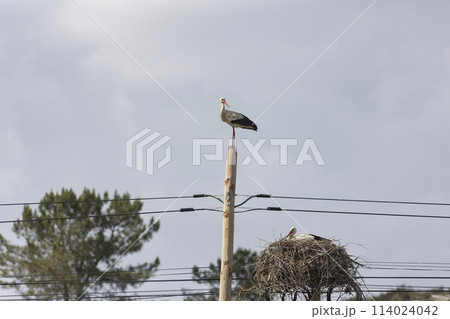 A storks - bird is perched on a pole next to a nest A storks - bird is perched on a pole next to a nest 114024042