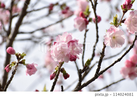 華やかなピンクの八重桜 紅豊 華やかなピンクの八重桜 紅豊 114024081