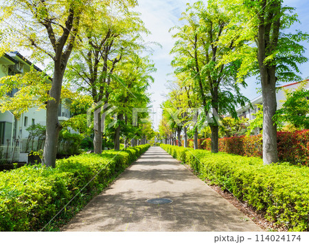 郊外の住宅地 新緑の生活道路 郊外の住宅地 新緑の生活道路 114024174