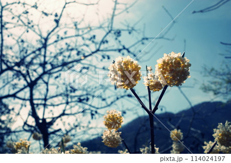 ミツマタの花 114024197