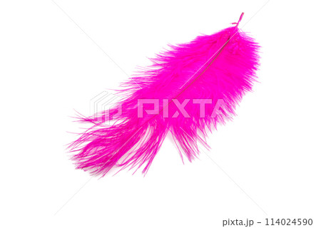fluffy feather in pink color isolated on the white fluffy feather in pink color isolated on the white 114024590