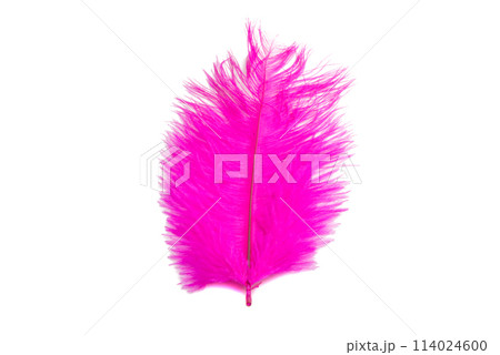 fluffy feather in pink color isolated on the white 114024600