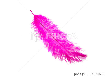 fluffy feather in purple color isolated on the white fluffy feather in purple color isolated on the white 114024632