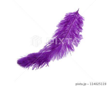 fluffy feather in purple color isolated on the white fluffy feather in purple color isolated on the white 114025119