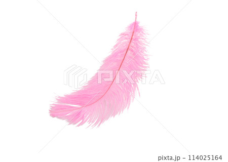 fluffy feather in pink color isolated on the white 114025164