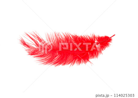 fluffy feather in red color isolated on the white 114025303