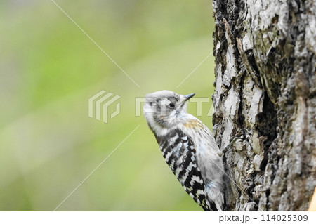 餌を探すコゲラ 114025309