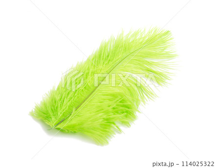 fluffy feather in green color isolated on the white 114025322