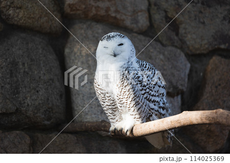 ハリーポッターに出てきそうなフクロウ ハリーポッターに出てきそうなフクロウ 114025369