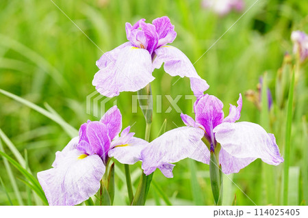 あやめの花 あやめの花 114025405