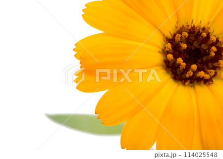 orange calendula flower isolated on the white orange calendula flower isolated on the white 114025548