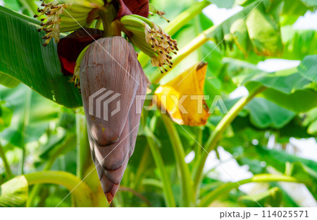 Banana blossom. Plant-based raw material for vegan fish and meat alternatives. Banana heart. Purple-skinned banana flower. Sustainable source for plant-based meat alternatives in vegan cuisine. Banana blossom. Plant-based raw material for vegan fish and meat alternatives. Banana heart. Purple-skinned banana flower. Sustainable source for plant-based meat alternatives in vegan cuisine. 114025571