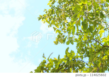 鮮やかな緑の葉を持つ梢が青い空に映える写真 鮮やかな緑の葉を持つ梢が青い空に映える写真 114025602