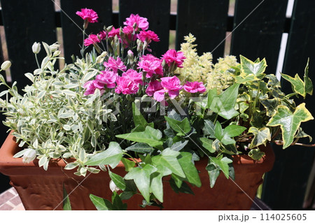 ピンク色のナデシコの寄せ植え 114025605