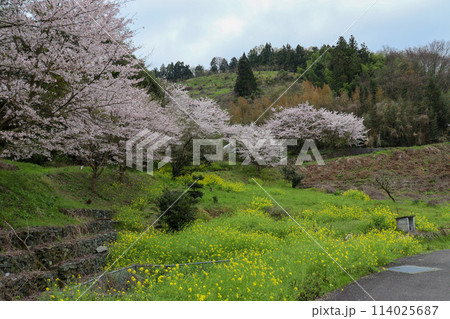 春に咲く桜＆菜の花のコラボ 114025687