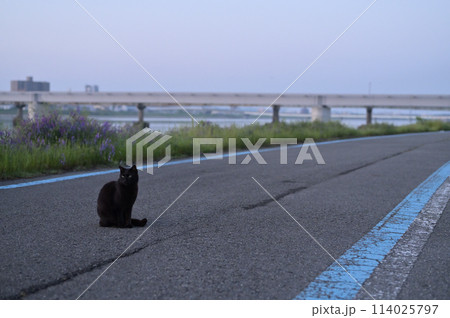道端でお座りする黒猫 道端でお座りする黒猫 114025797