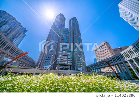 日本の東京都市景観 東京都庁やお花畑、太陽光などを望む…希望の光 日本の東京都市景観 東京都庁やお花畑、太陽光などを望む…希望の光 114025896