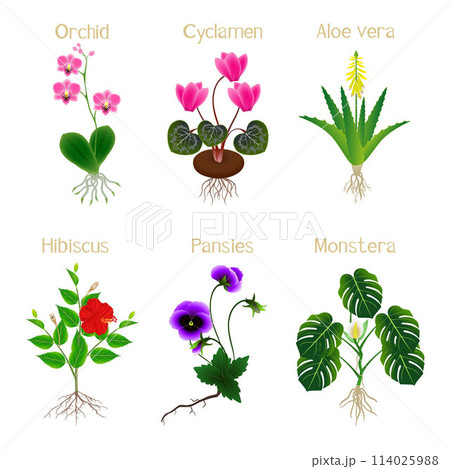 Set of flowering plants isolated on white background. Set of flowering plants isolated on white background. 114025988