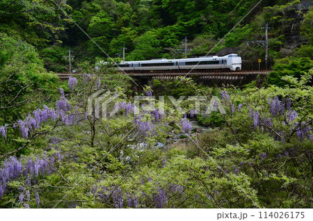 特急こうのとりと藤の花 114026175