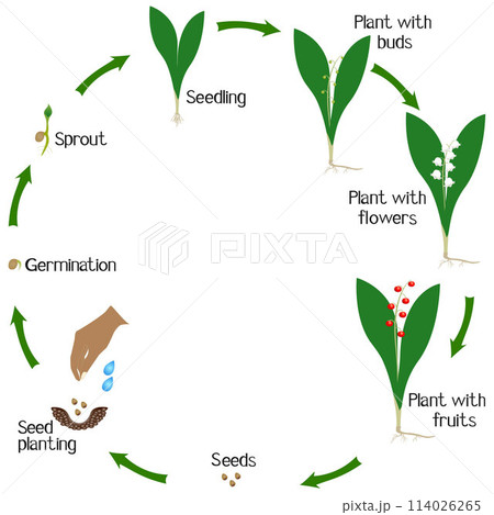 A growth cycle of a lily of the valley plant on a white background. A growth cycle of a lily of the valley plant on a white background. 114026265