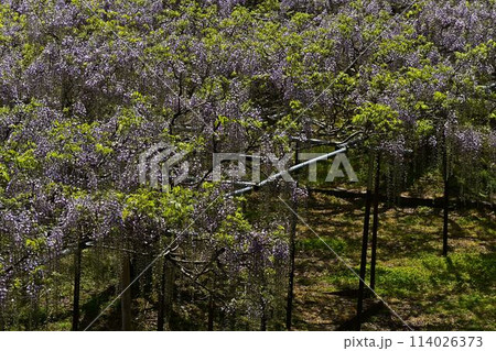 白毫寺の九尺ふじ 白毫寺の九尺ふじ 114026373