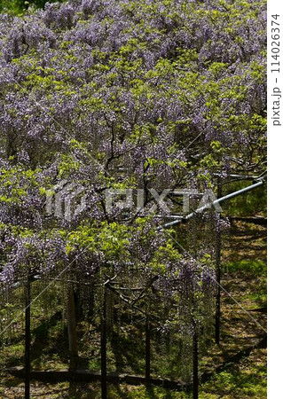 白毫寺の九尺ふじ 114026374