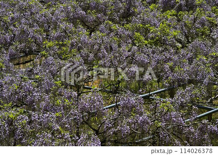 白毫寺の九尺ふじ 114026378