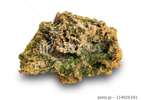 Closeup texture of porous lava rock with green natural plant growing on. 114026391