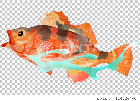すいすい泳ぐ薄メバルのイラスト すいすい泳ぐ薄メバルのイラスト 114026440