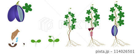 Cycle of growth of a akebia plant isolated on a white background. Cycle of growth of a akebia plant isolated on a white background. 114026501