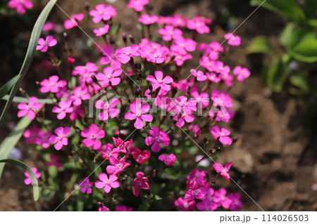 春の庭に咲くシレネ・カロリニアナのピンク色の花 春の庭に咲くシレネ・カロリニアナのピンク色の花 114026503