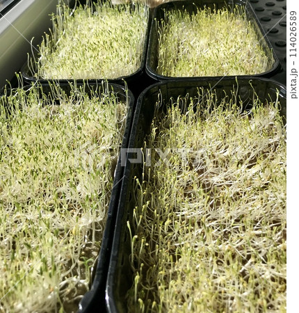 Alfalfa sprouts close-up. Microgreens in plastic containers at home. The beginning of germination, the third day. Concept of diet, vegetarianism, vegan, healthy products and proper nutrition 114026589