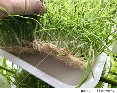 Close-up of cultivation of wheat microgreens in plastic containers at home farm. The farmer's hand shows the pure white light roots of the culture Close-up of cultivation of wheat microgreens in plastic containers at home farm. The farmer's hand shows the pure white light roots of the culture 114026673