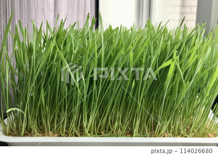 Close-up of cultivation of wheat microgreens in plastic containers. For cultivation of microgreens are created special lighting and microclimate on shelves of home farm 114026680