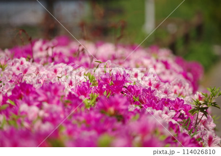 さつきの花 さつきの花 114026810