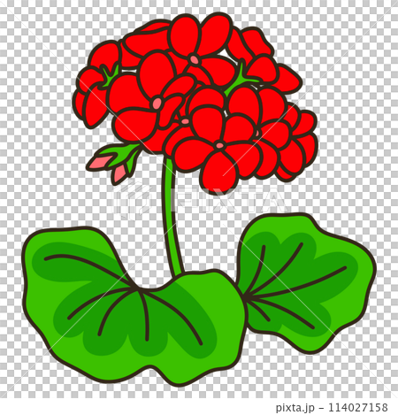 Geranium Geranium 114027158