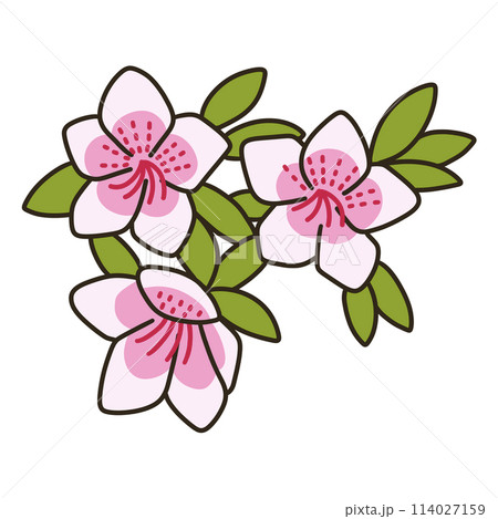 ヒラドツツジ ヒラドツツジ 114027159