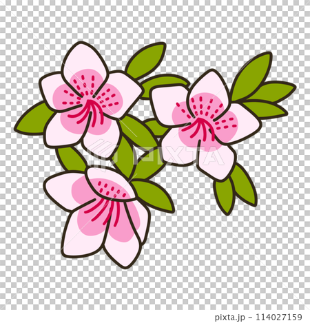 ヒラドツツジ ヒラドツツジ 114027159