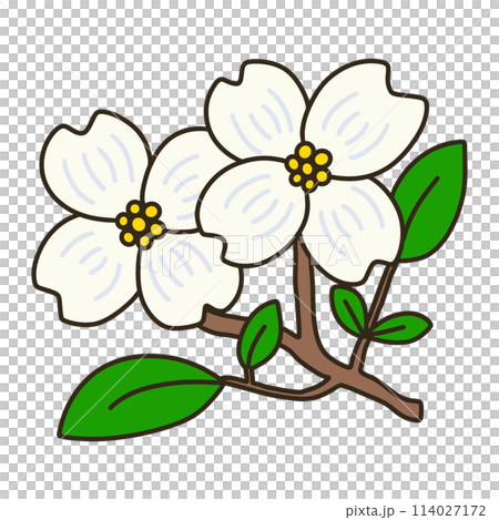 ハナミズキのイラスト素材 [114027172] - PIXTA