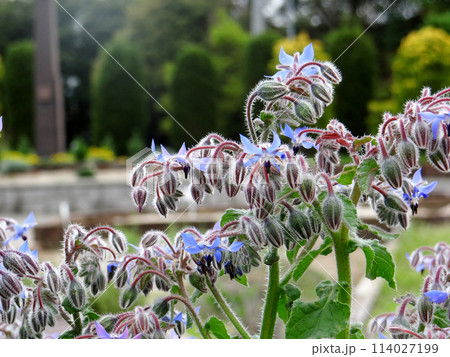 春に咲く爽やかなブルーのハーブの花　ポラージュ（ポリジ） 114027199