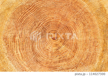 年輪(丸太の断面) 年輪(丸太の断面) 114027300