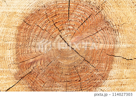 年輪(丸太の断面) 114027303