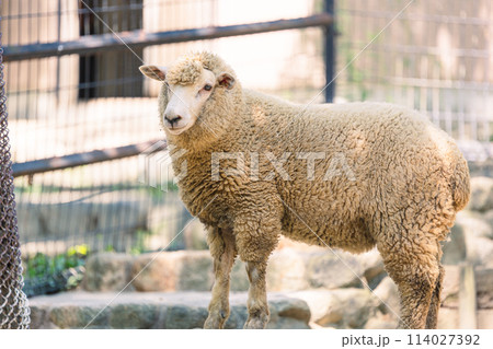自由気ままなヒツジ 114027392