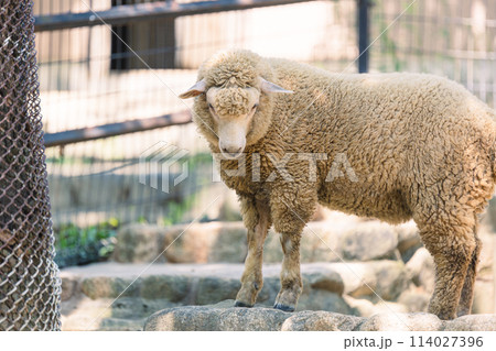 自由気ままなヒツジ 114027396