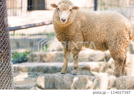自由気ままなヒツジ 114027397